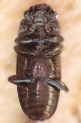 Glischrochilus confluentus