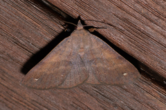 Ophyx eurrhoa