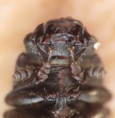 Glischrochilus confluentus