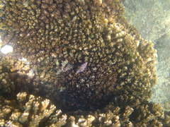 Fasciolariidae