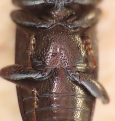 Glischrochilus confluentus