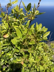 Rhamnus pirifolia