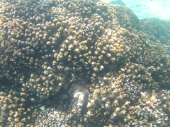 Stegastes acapulcoensis