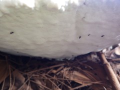 Ganoderma steyaertianum