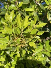 Rhamnus pirifolia