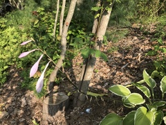Hosta sieboldii