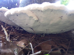 Ganoderma steyaertianum