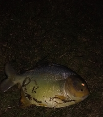 Pygocentrus nattereri