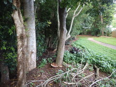 Ganoderma steyaertianum