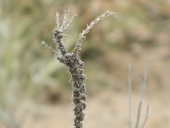 Junellia seriphioides
