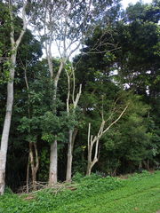 Ganoderma steyaertianum