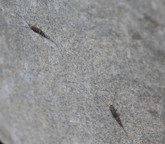 Petrobius brevistylis