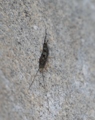 Petrobius brevistylis
