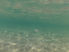Trachinotus rhodopus