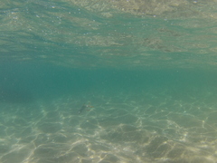 Trachinotus rhodopus