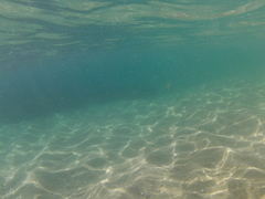 Trachinotus rhodopus