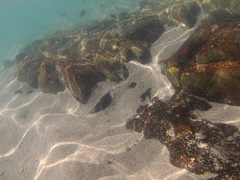 Abudefduf declivifrons