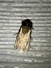 Callipielus arenosus