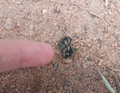 Traumatomutilla vidua