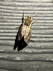 Callipielus arenosus