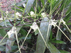 Brassia gireoudiana image