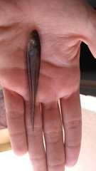 Gymnotiformes