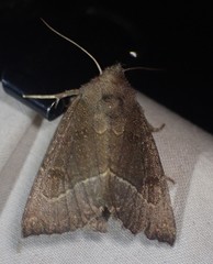 Papaipema nebris