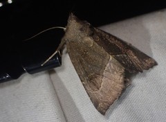 Papaipema nebris
