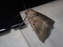 Papaipema nebris