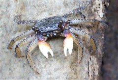 Goniopsis