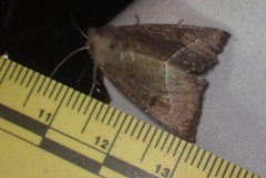 Papaipema nebris