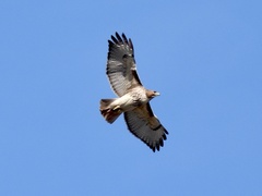 Buteo jamaicensis