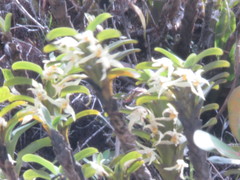 Maxillaria inaudita image