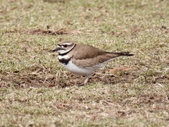 Charadrius vociferus