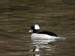 Bucephala albeola