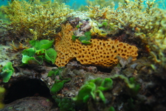Holopsamma laminaefavosa
