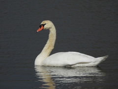 Cygnus olor