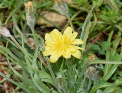 Scorzonera sublanata