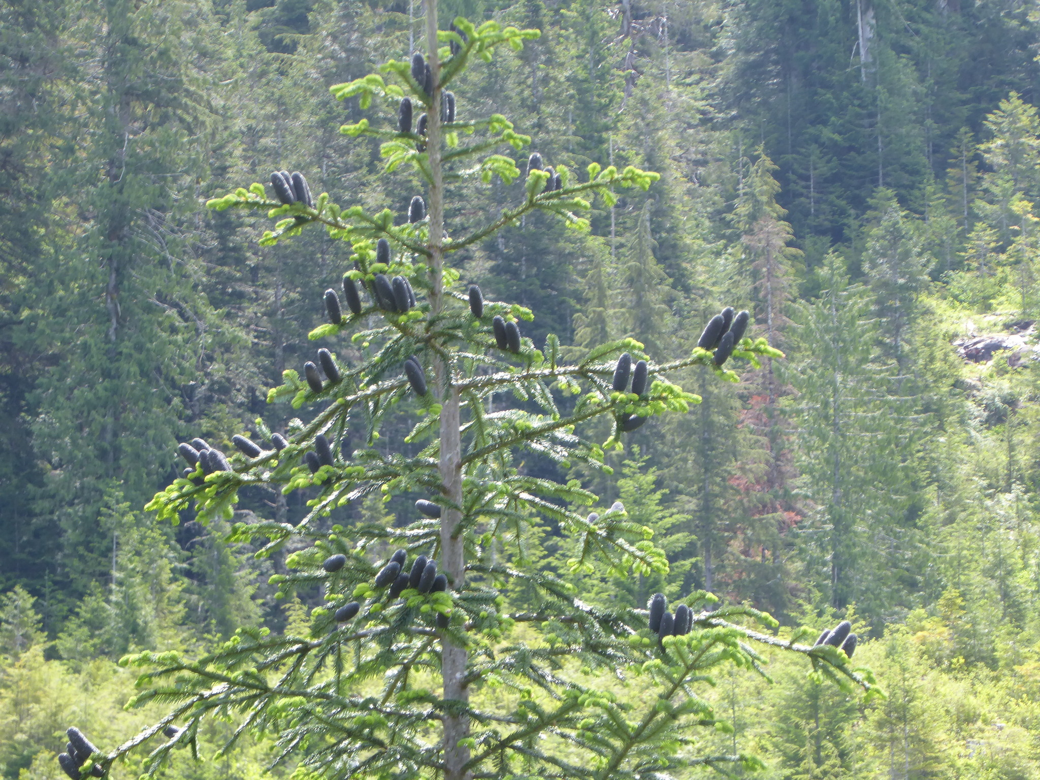 Abies amabilis
