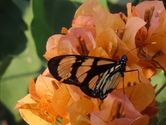 Methona themisto