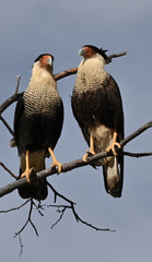 Caracara