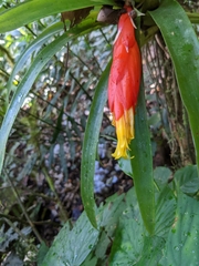 Guzmania nicaraguensis