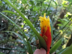 Guzmania nicaraguensis