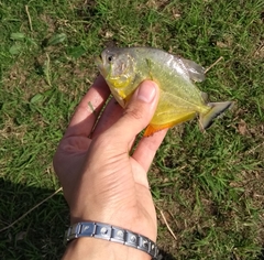 Serrasalmus maculatus