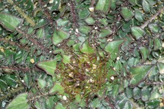 Centaurea raphanina mixta
