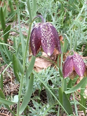 Fritillaria montana
