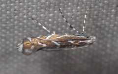 Parectopa pennsylvaniella