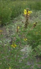 Dalea lutea