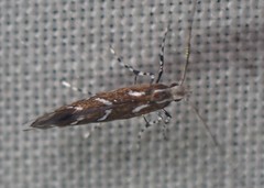 Parectopa pennsylvaniella