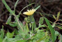 Sonchus tenerrimus